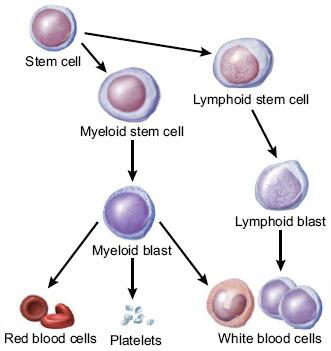 Medical illustration for the Leukemia information guide
