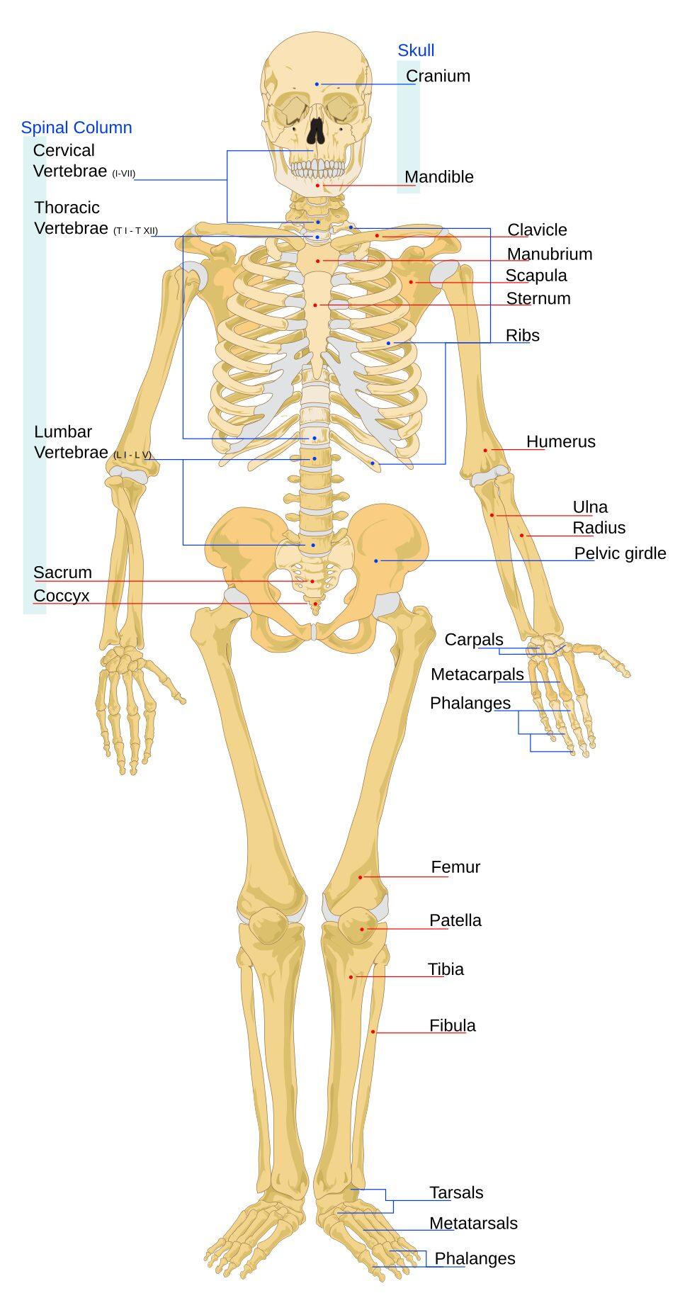 Medical illustration for the Bone Cancer information guide