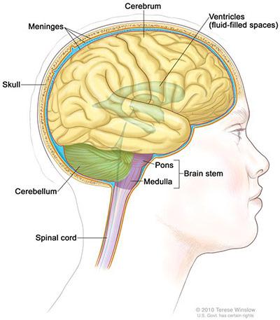 Medical illustration for the Brain Tumor information guide