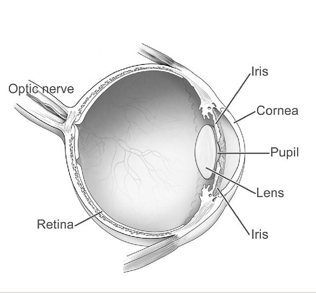 Medical illustration for the Eye Cancer information guide