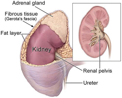 Medical illustration for the Kidney Cancer information guide