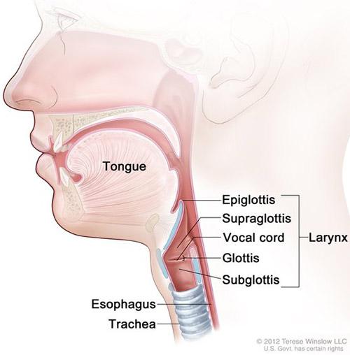 Medical illustration for the Throat Cancer information guide