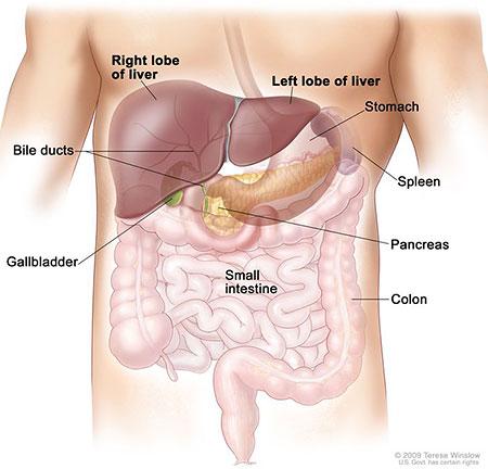 Medical illustration for the Liver Cancer information guide