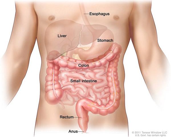 Medical illustration for the Colorectal Cancer information guide