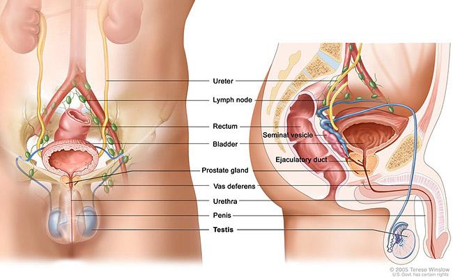 Medical illustration for the Testicular Cancer information guide