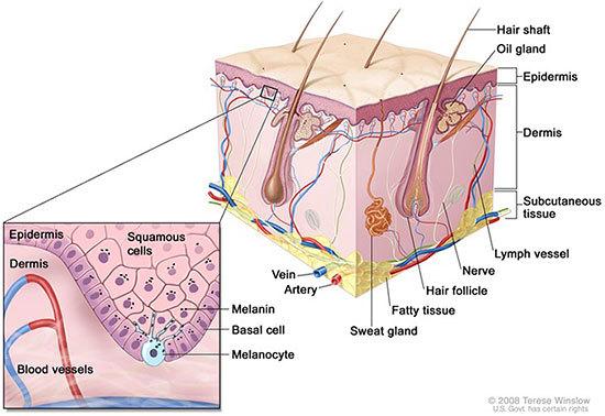 Medical illustration for the Skin Cancer information guide