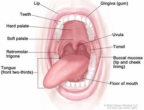 Medical illustration for the Head & Neck information guide