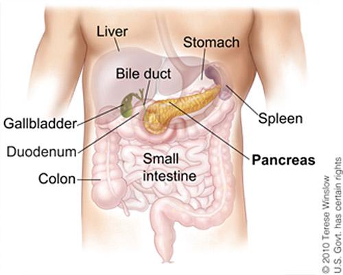 Medical illustration for the Pancreatic Cancer information guide
