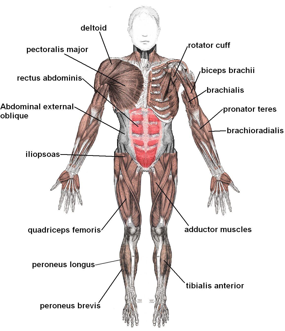 Medical illustration for the Sarcoma information guide