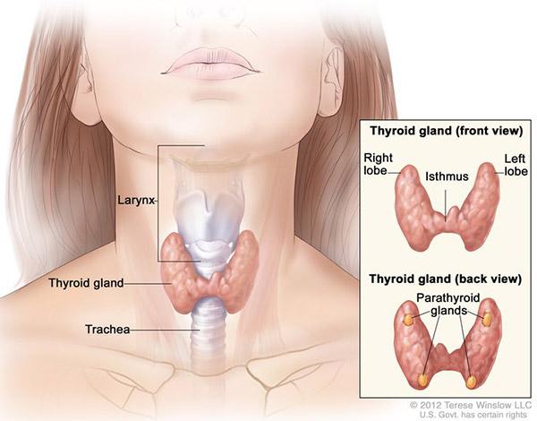 Medical illustration for the Thyroid Cancer information guide
