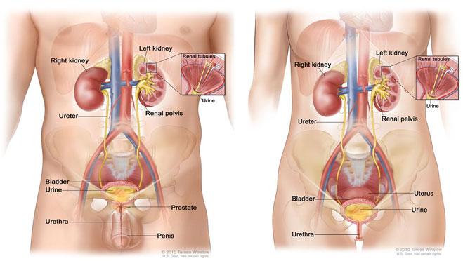 Medical illustration for the Bladder Cancer information guide